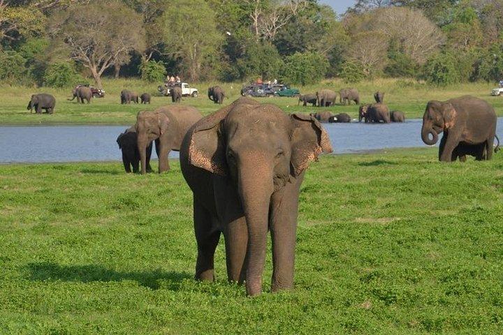 Private Day Trip to Pidurangala Rock & Jeep Safari From Colombo