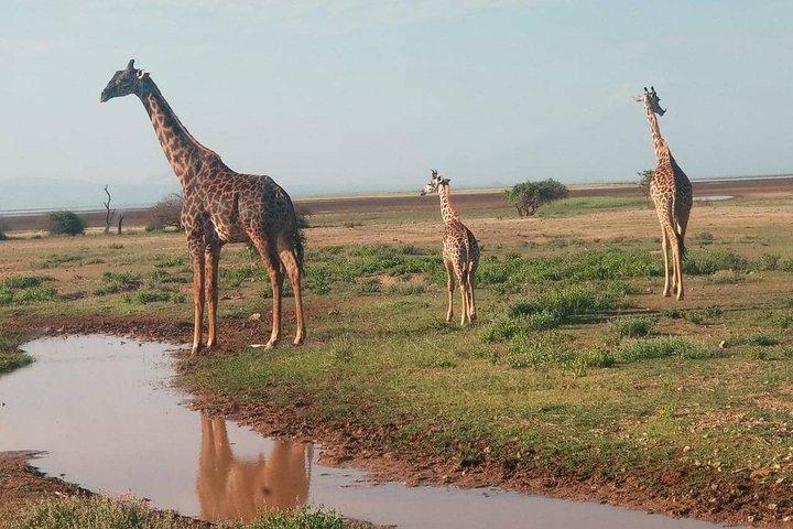 5 Days Thrilling Safari in Maasai Mara Lake Nakuru, Lake Naivasha , Kenya