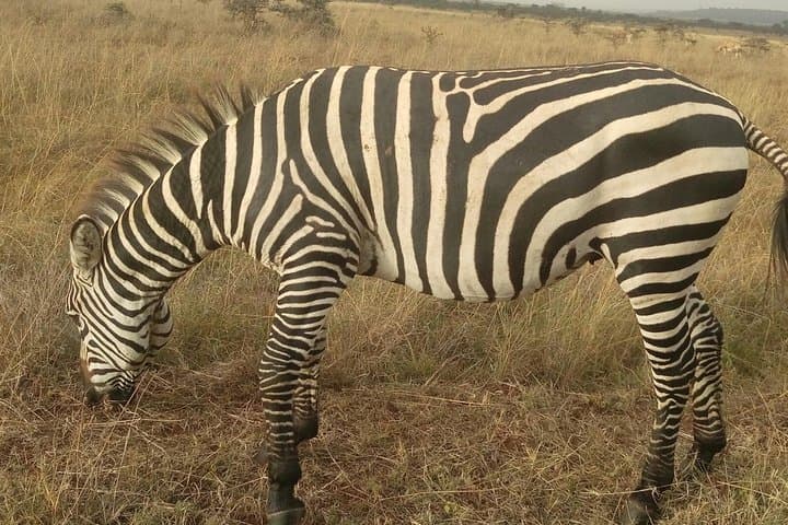 Amboseli Day Trip from Nairobi