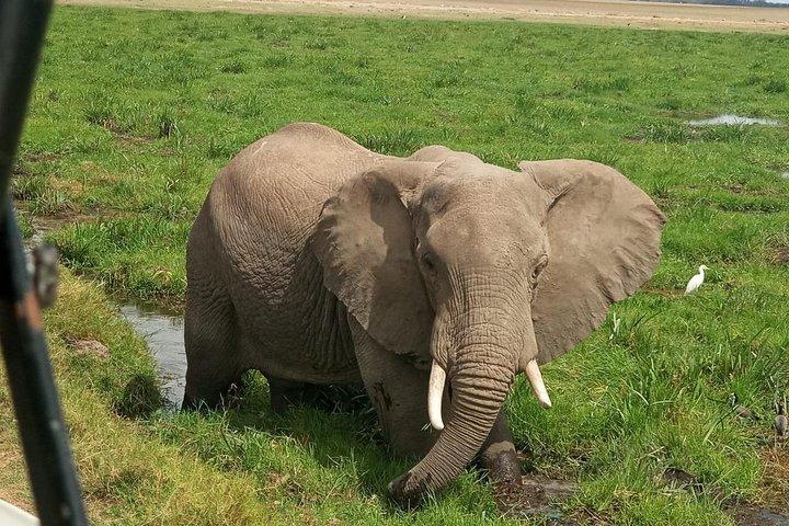 5 Days Kenya Adventurous Safari