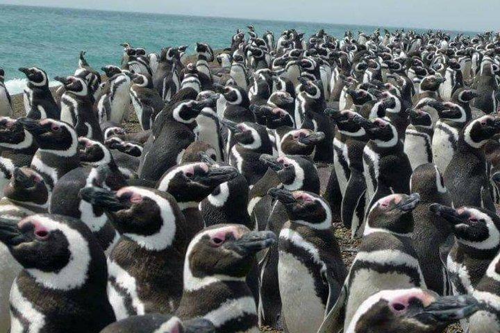 PUERTO MADRYN: Punta Tombo and walk into the largest penguin colony in South America