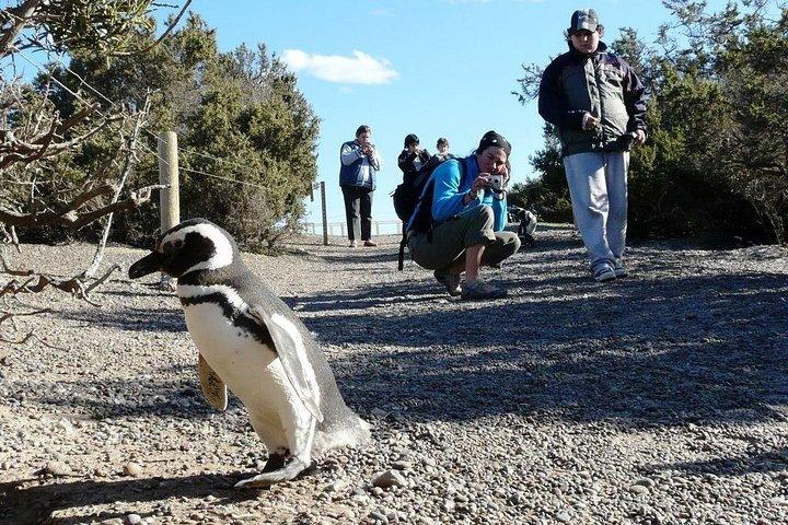 PUERTO MADRYN: Punta Tombo and walk into the largest penguin colony in South America
