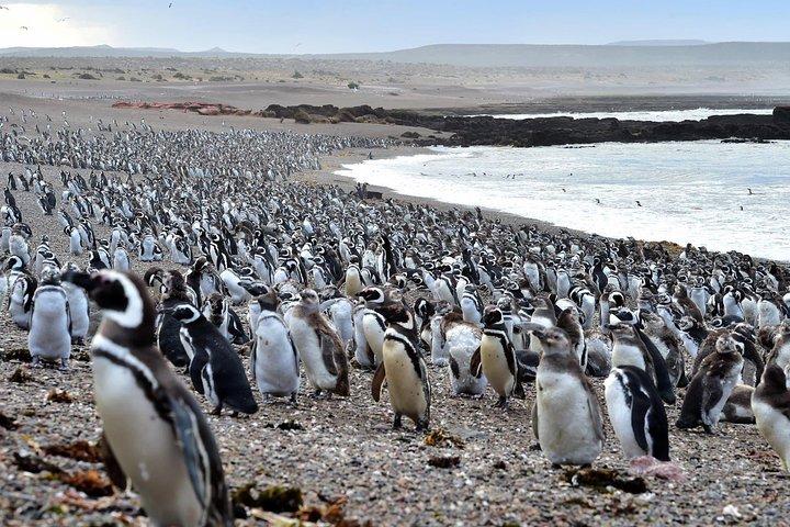 PUERTO MADRYN: Punta Tombo and walk into the largest penguin colony in South America