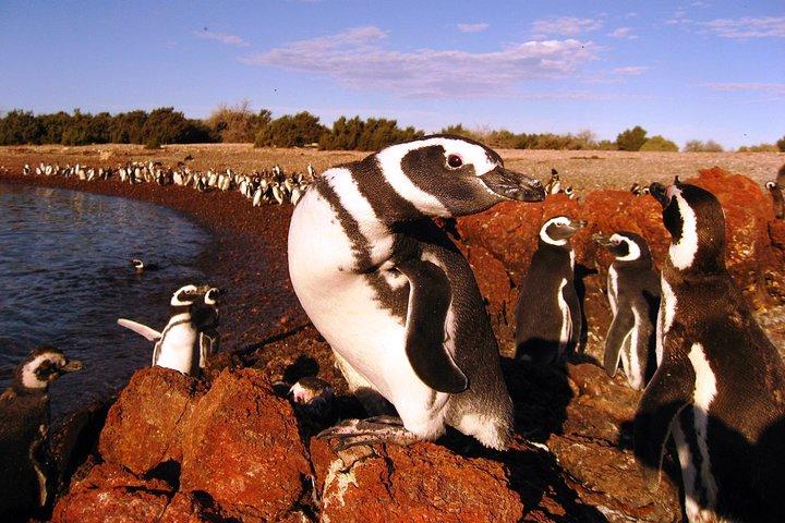 PUERTO MADRYN: Punta Tombo and walk into the largest penguin colony in South America