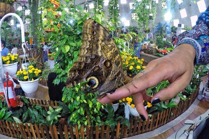 Dubai Trio Tour: Miracle Garden•Butterfly Garden •Global Village