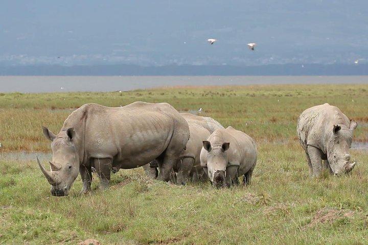 Lake Nakuru National park Day Tour From Nairobi