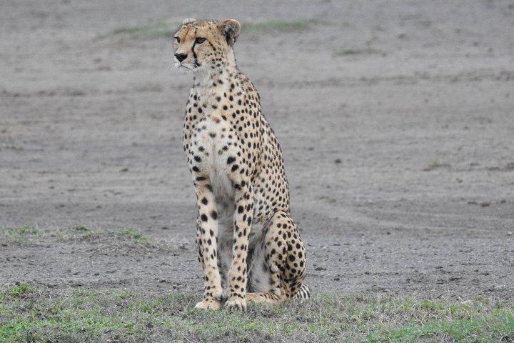 10 Days Calving Season & Zanzibar Special