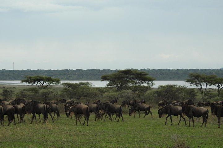 10 Days Calving Season & Zanzibar Special