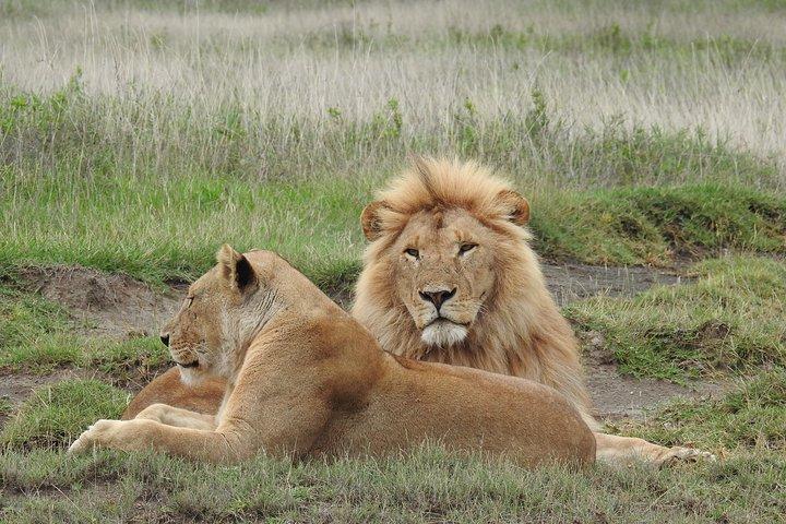10 Days Calving Season & Zanzibar Special