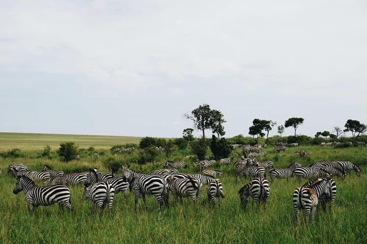 3 Days Masai Mara