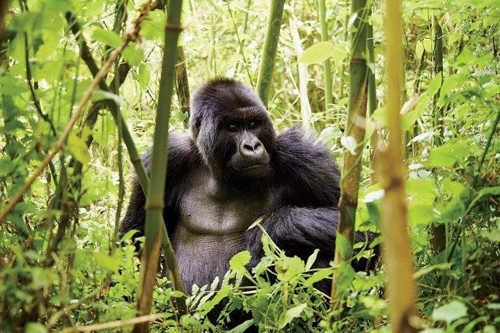 2 Days Uganda Gorilla Transfer From Kigali