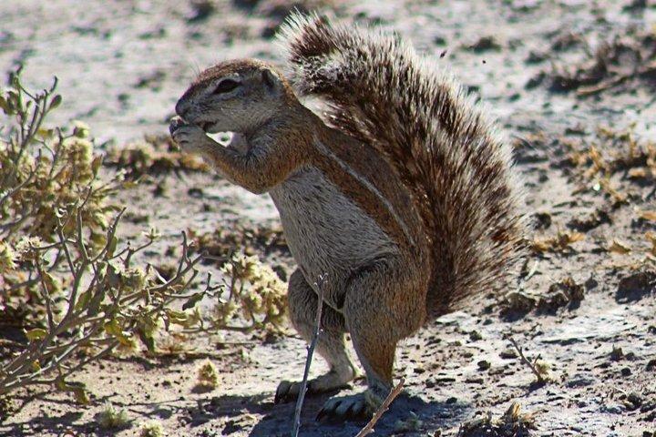 3 Day Central Kalahari Game Reserve Safari Tour