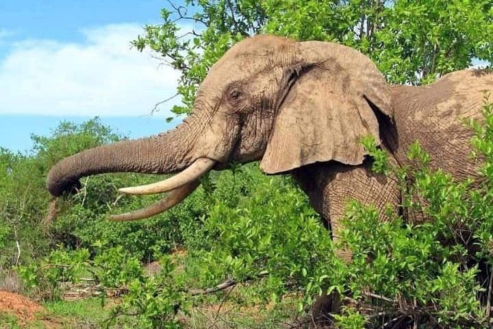 3 Days 2 Nights Safari to Mikumi National Parks by bus transfer
