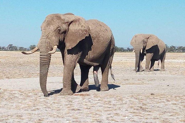 3 Days 2 Nights Safari to Mikumi National Parks by bus transfer