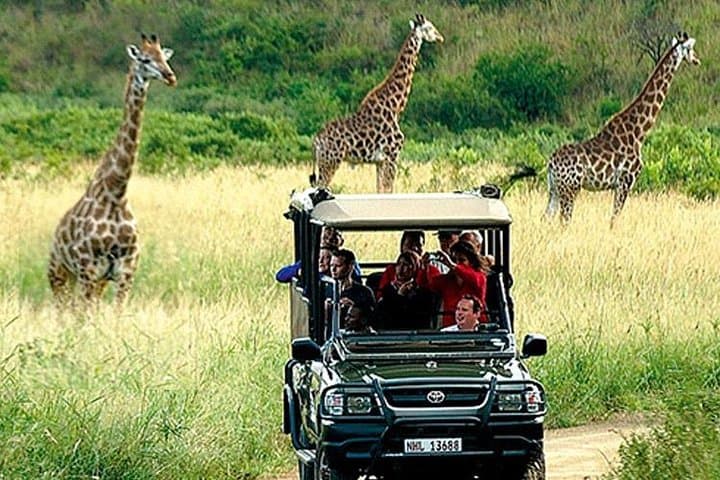 Cape Town - The best of Aquila Safari Full day Tour