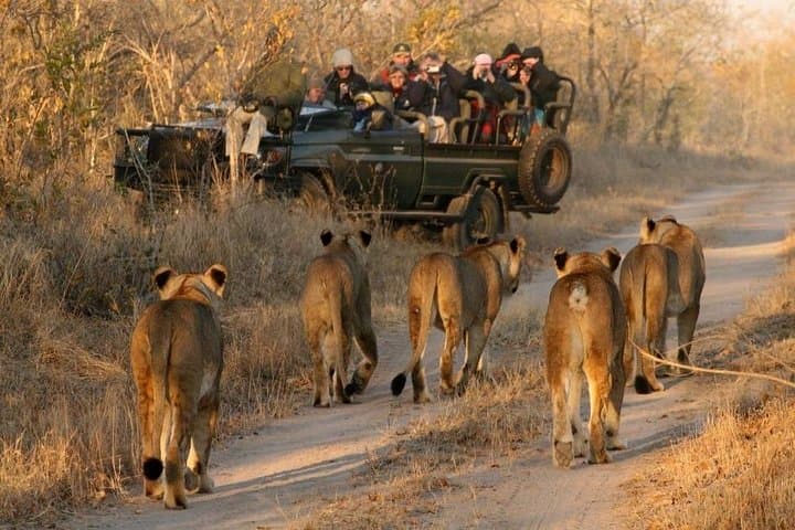 Cape Town - The best of Aquila Safari Full day Tour