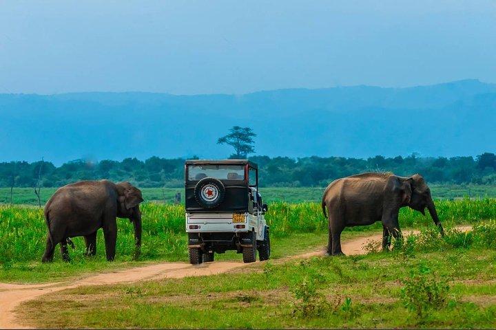 Half Day Udawalawe Safari (Entrance + Lunch)