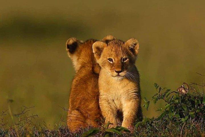 2 days Mid Range Safari in Ngorongoro and Tarangire Big 5 Parks
