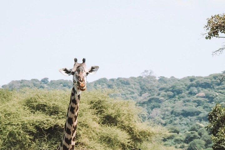 2 days Mid Range Safari in Ngorongoro and Tarangire Big 5 Parks