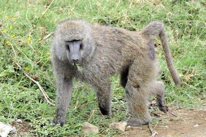 Day Trip To Lake Nakuru National Park