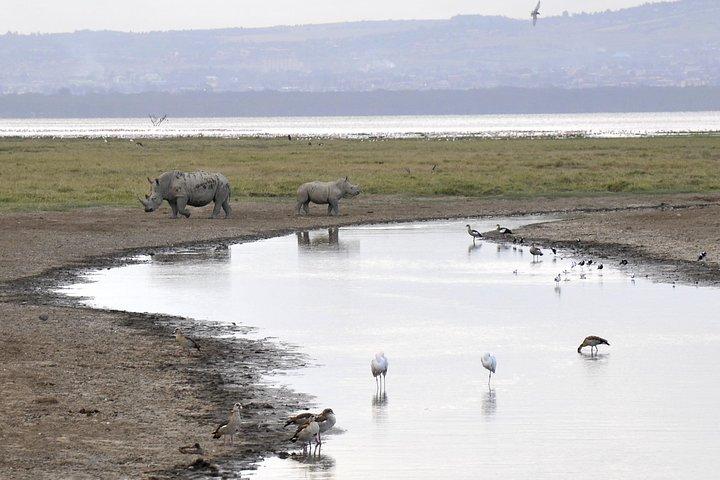 Day Trip To Lake Nakuru National Park