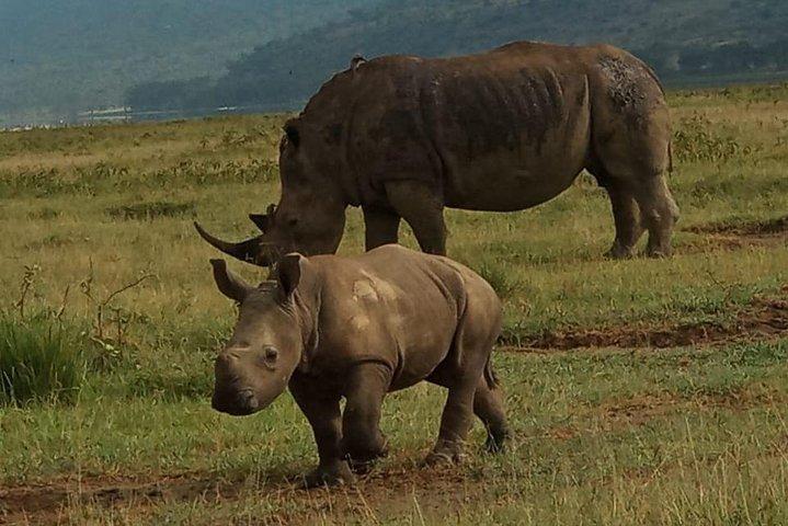 6 Days Maasai Mara - Nakuru - Amboseli budget group safari.