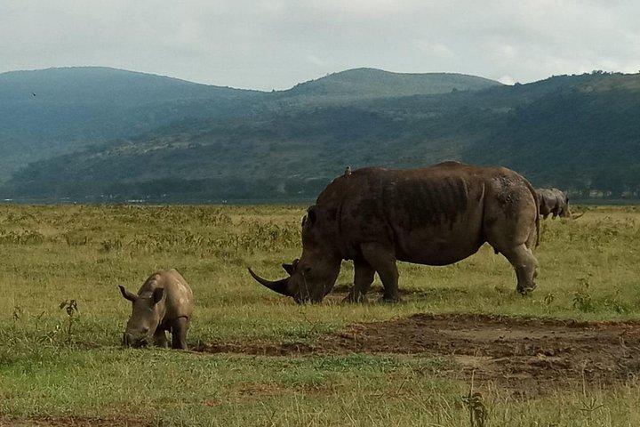 6 Days Maasai Mara - Nakuru - Amboseli budget group safari.
