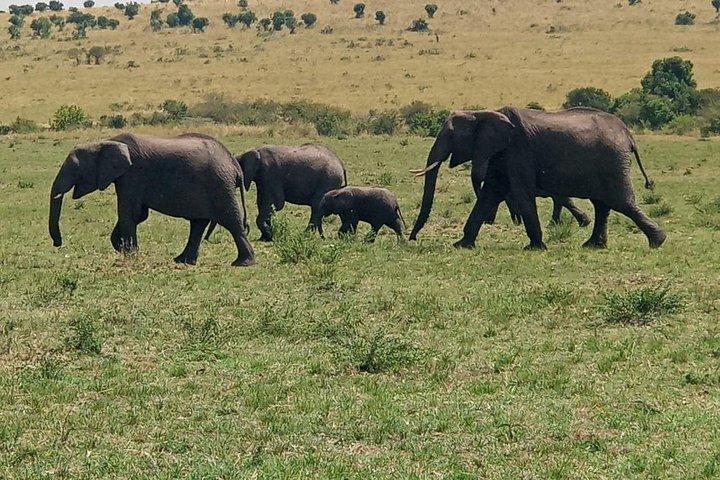 6 Days Maasai Mara - Nakuru - Amboseli budget group safari.