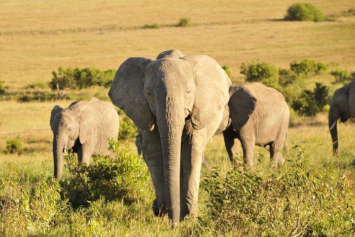 3 Day 2 Nights Maasai Mara Safari