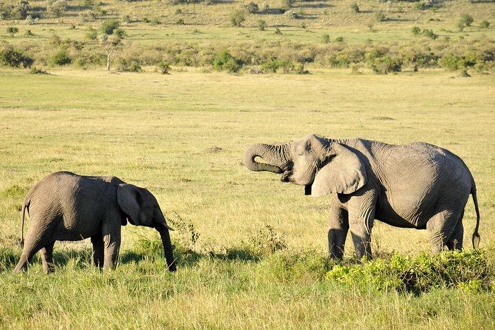3 Day 2 Nights Maasai Mara Safari