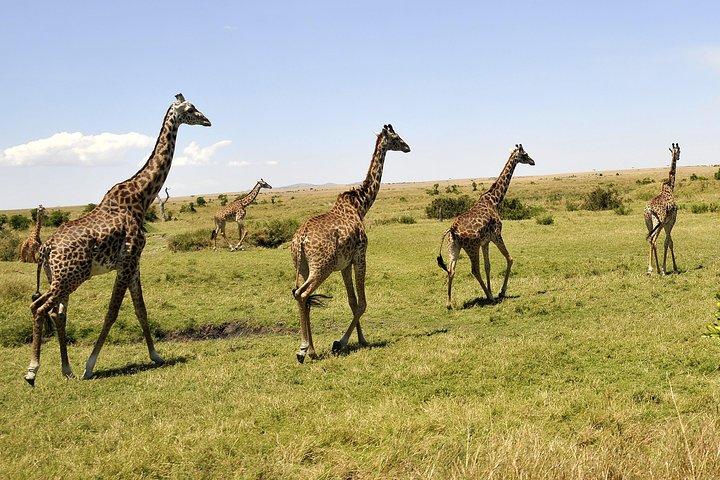 3 Day 2 Nights Maasai Mara Safari