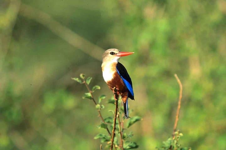 4 Days Samburu and Meru National reserve