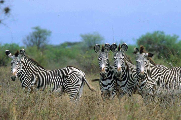 4 Days Samburu and Meru National reserve