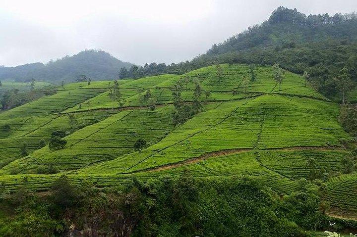 4N/5D Sigiriya + Kandy + Nuwaraeliya + Colombo From Colombo or Negombo