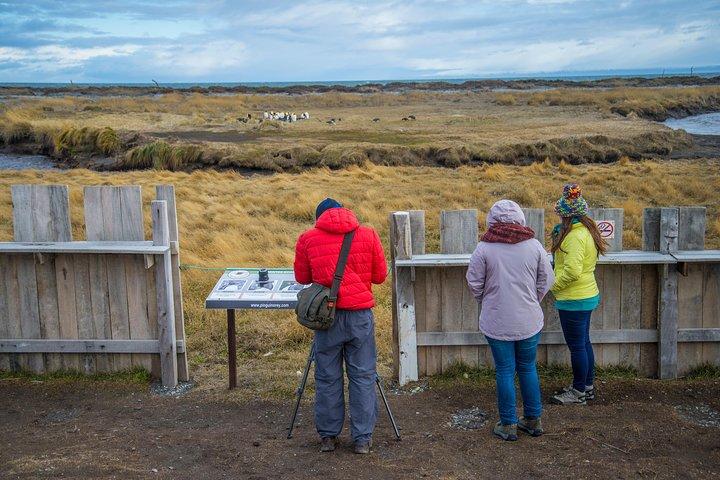 King Penguin Nature Reserve - Tierra del Fuego Island