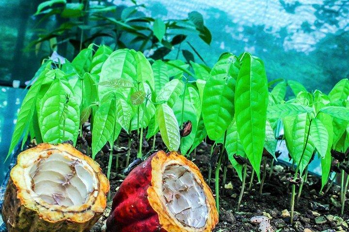 3-in-1 Monteverde Cloud Forest Coffee, Chocolate and Sugar Cane Tour