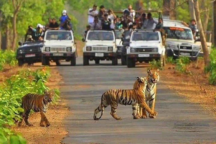 Sariska Tiger Reserve Safari tour from Jaipur