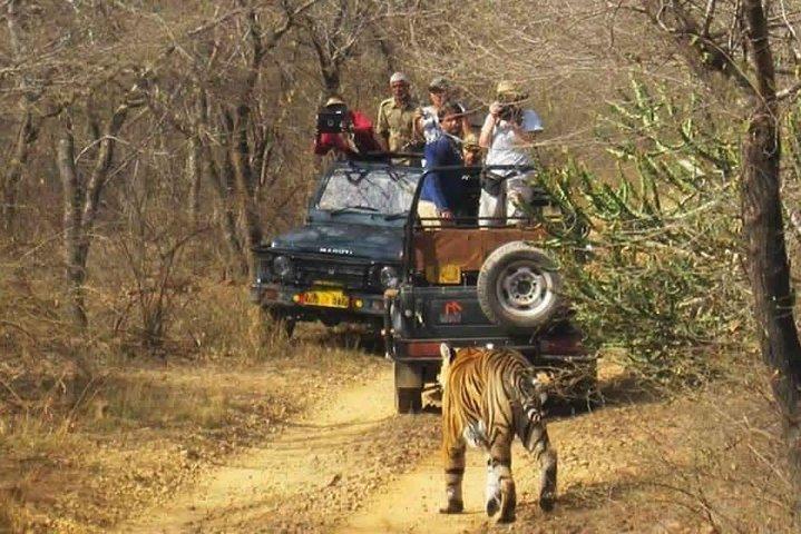 Sariska Tiger Reserve Safari tour from Jaipur