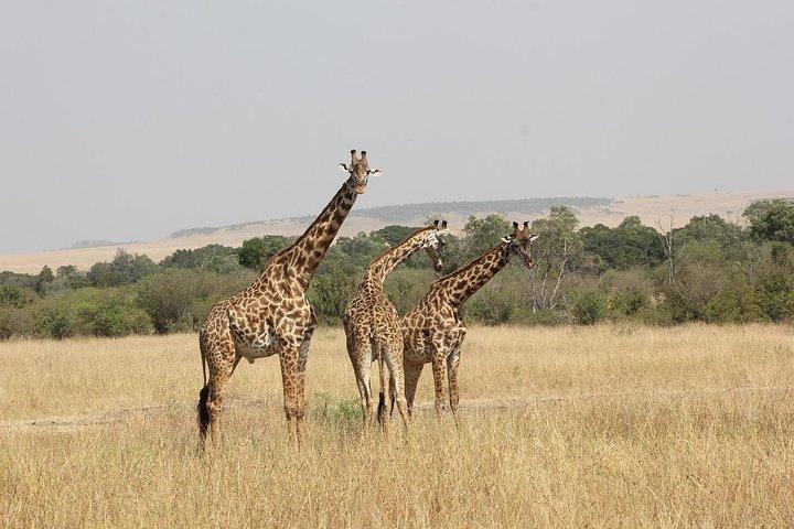 04 Nights 05 Days Nakuru Masaai Mara Safari