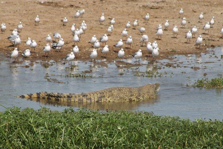 6-Day Queen Elizabeth and Mburo Luxury Safari