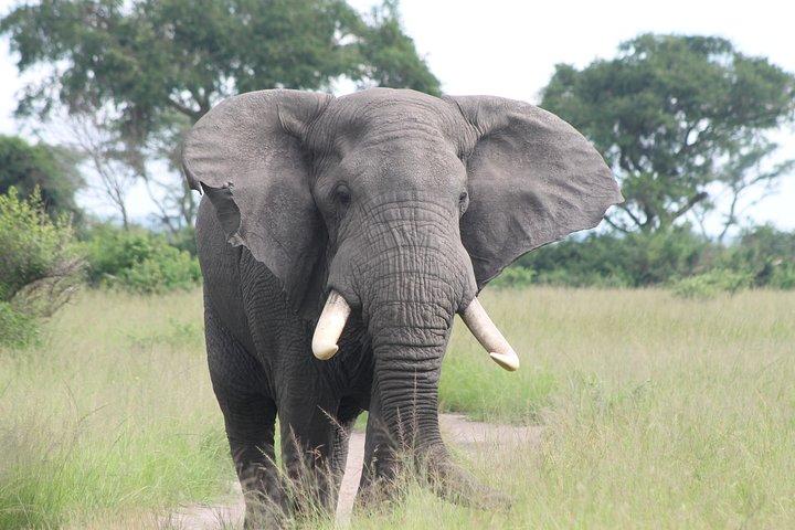 6-Day Queen Elizabeth and Mburo Luxury Safari