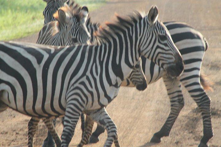 6-Day Queen Elizabeth and Mburo Luxury Safari