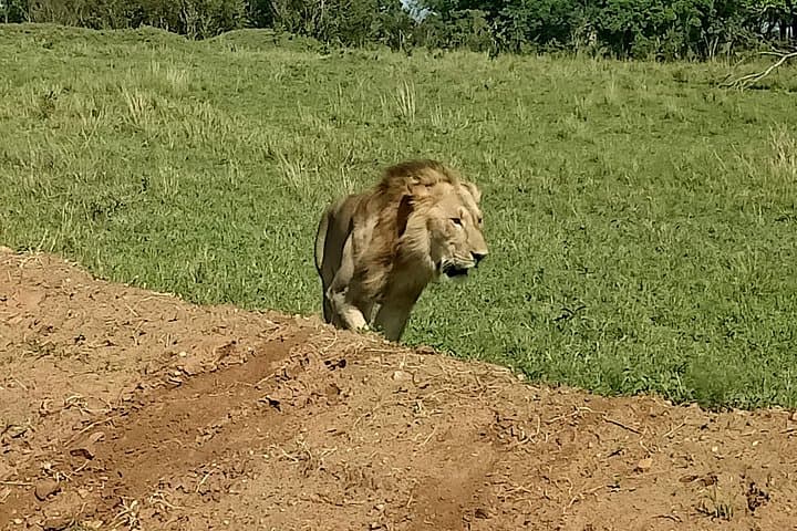 4 Days Maasai Mara & L. Nakuru N. Park