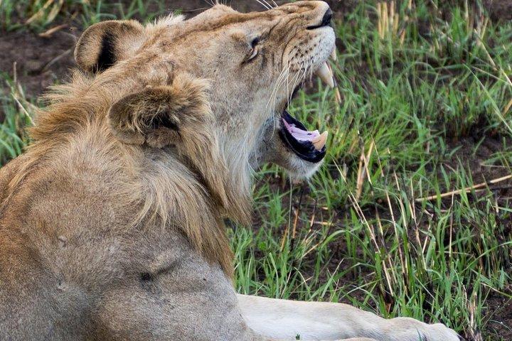 10-Day Nature Wildlife Experience Safari with Boat Trip