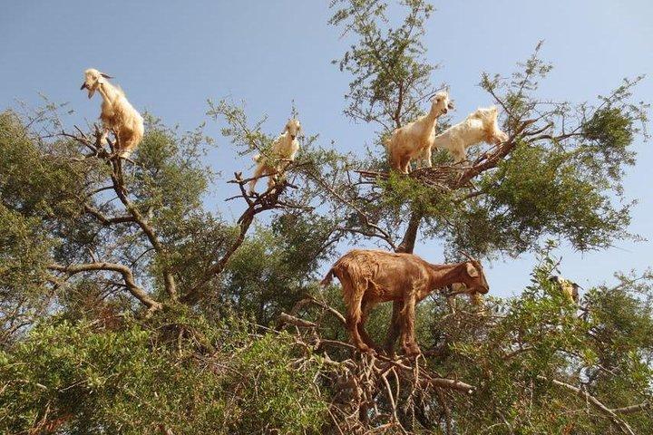 Shared Group Day Trip from Marrakech to Essaouira