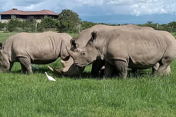 5 Days Olpejeta Conservancy & Solio Rhino sanctuary
