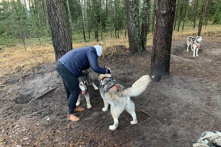 Ultimate Husky dog sledding experience in Latvia - Private tour from Riga