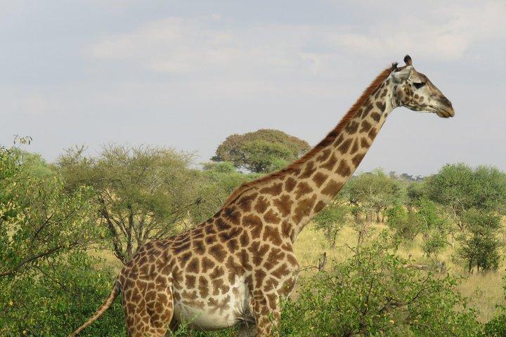 3 Days Tanzania Classic Adventure