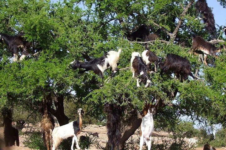 Agadir Excursion of goats in the argan trees & visit of the souk