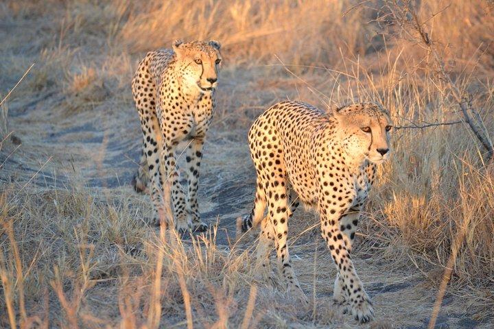 African Safari in Pilanesberg National Park - 1 day adventure